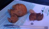 Laccaria trullisata image