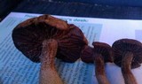 Laccaria trullisata image