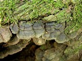Hymenochaete rubiginosa image