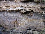 Hymenochaete rubiginosa image