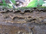 Hymenochaete rubiginosa image