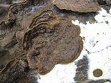 Hymenochaete rubiginosa image