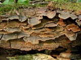 Hymenochaete rubiginosa image