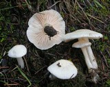 Alboleptonia adnatifolia image