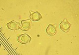 Alboleptonia adnatifolia image