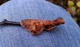 Peniophora albobadia image