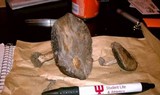 Agaricus bitorquis image