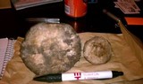 Agaricus bitorquis image
