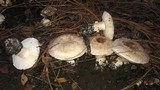 Leucoagaricus amanitoides image