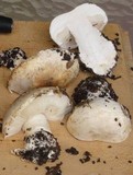 Leucoagaricus amanitoides image