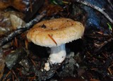 Lactarius subvillosus image