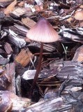 Mycena purpureofusca image