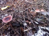 Mycena purpureofusca image