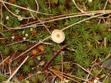 Rickenella fibula image