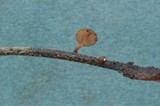 Rutstroemia sydowiana image