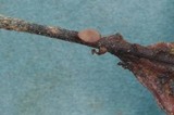 Rutstroemia sydowiana image