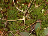 Rickenella fibula image