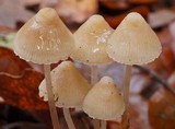Mycena filopes image