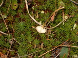 Rickenella fibula image