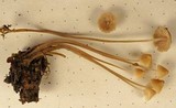 Mycena filopes image