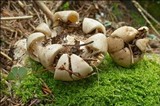 Geastrum fimbriatum image