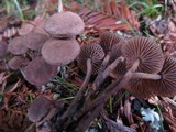 Gymnopus villosipes image
