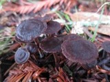 Gymnopus villosipes image