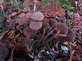 Gymnopus villosipes image