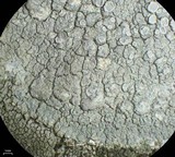 Lecanora rupicola var. rupicola image