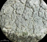 Lecanora rupicola var. rupicola image
