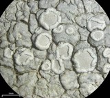 Lecanora rupicola var. rupicola image