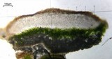 Lecanora rupicola var. rupicola image
