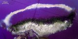 Lecanora rupicola var. rupicola image