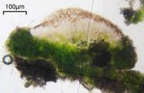 Lecanora saligna image
