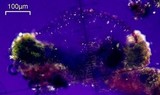 Lecanora saligna image