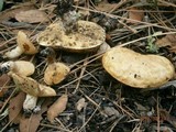 Suillus albivelatus image