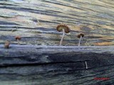 Heliocybe sulcata image