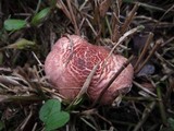 Lepiota subincarnata image