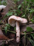Lepiota subincarnata image