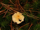 Cystoderma amianthinum image