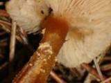 Cystoderma amianthinum image