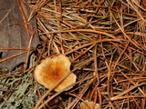 Cystoderma amianthinum image