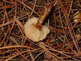 Cystoderma amianthinum image
