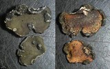 Peltula euploca image