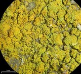 Caloplaca citrina image