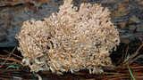 Ramaria botrytis image