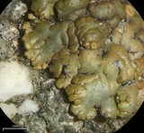 Lecanora mellea image
