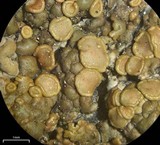 Lecanora mellea image