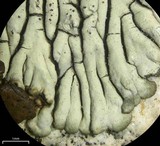 Dimelaena oreina image