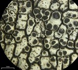Dimelaena oreina image